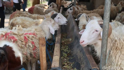 Kontak Qurban Serang