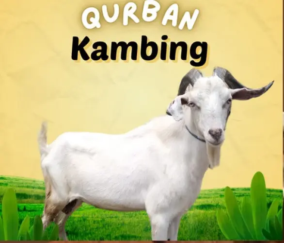 Kurban - Qurban Kambing  serang