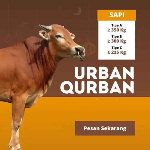 Kurban - Qurban Sapi  serang
